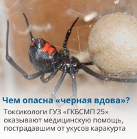 ​Опасность каракуртов и меры предосторожности