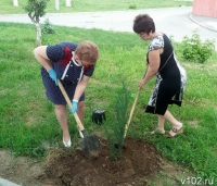 В Волгограде у детского реабилитационного центра высадили хвойные кустарники